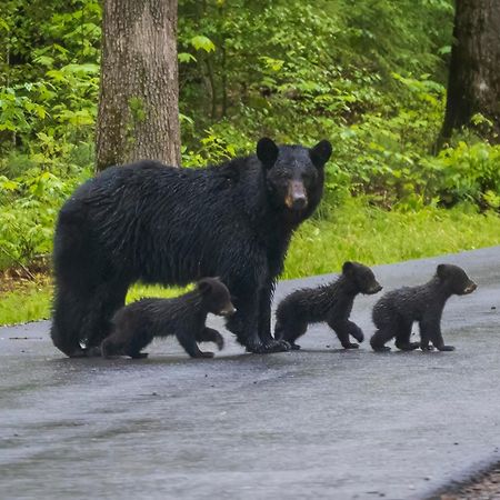 Four Bears Den Villa Gatlinburg Eksteriør billede