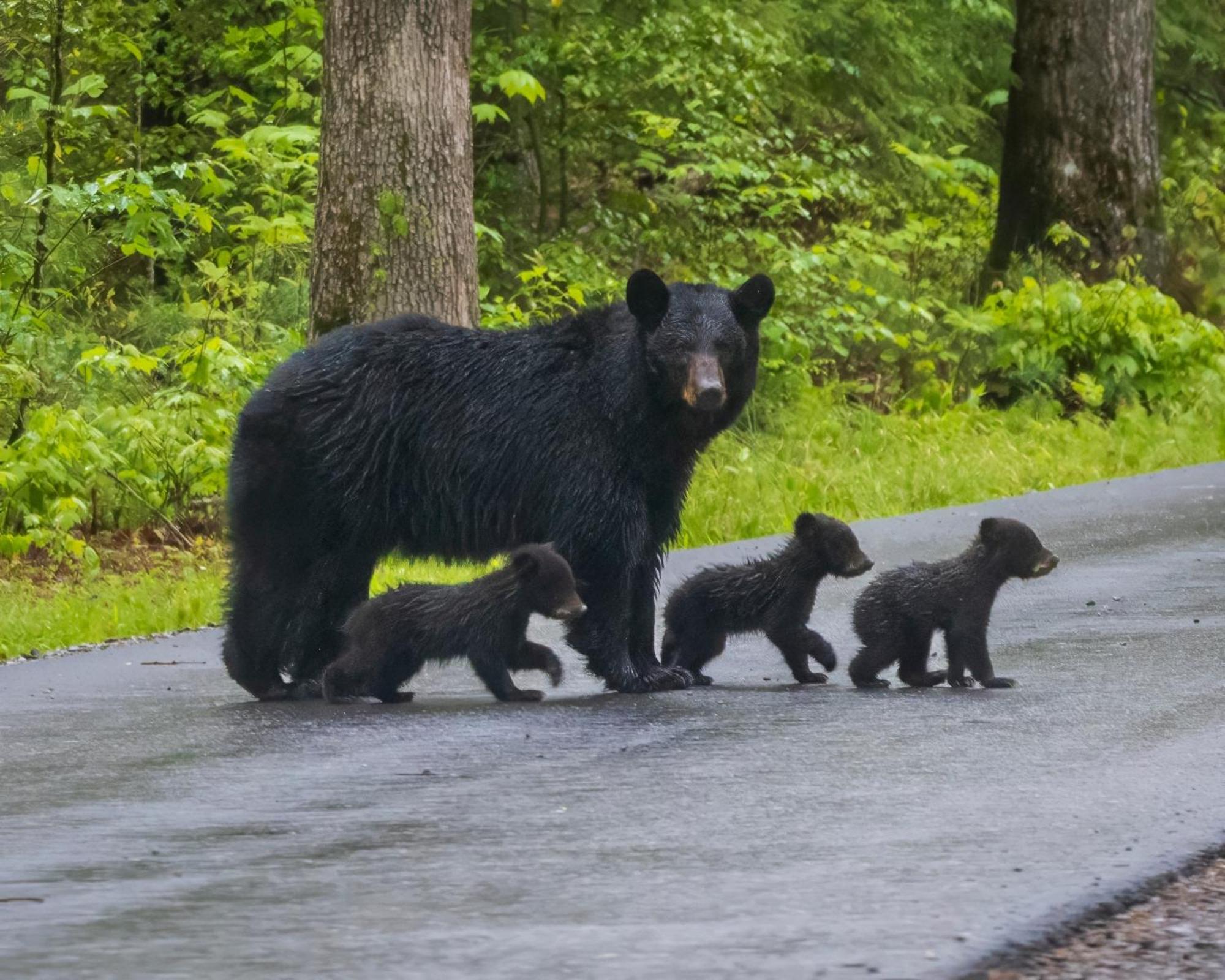 Four Bears Den Villa Gatlinburg Eksteriør billede